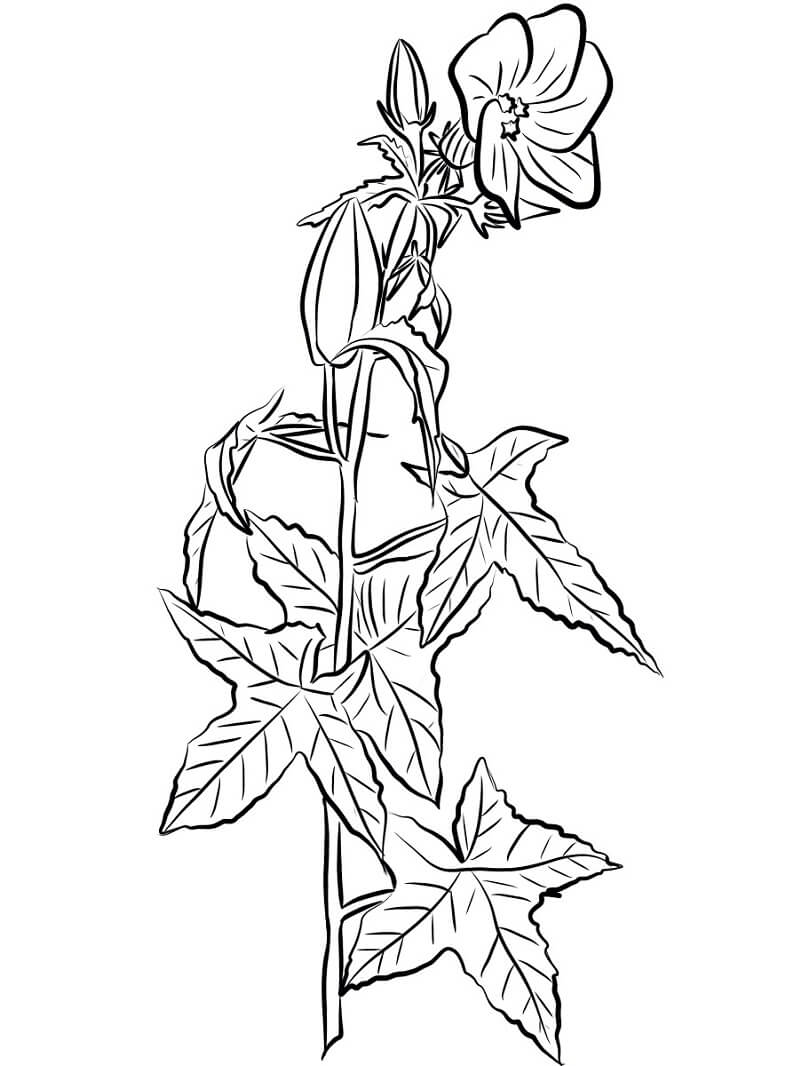 Baixar Desenho De Flores De Hibisco Para Colorir