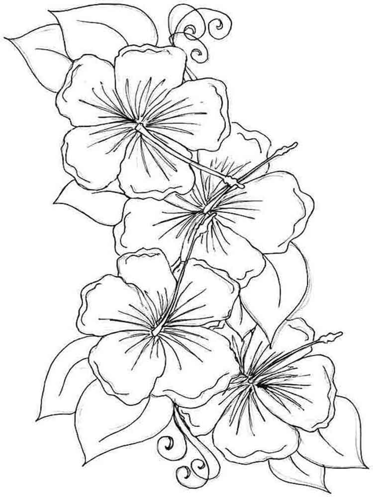 Desenho Flores De Hibisco Para Colorir