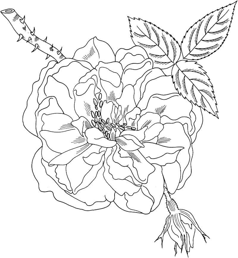 Desenho Rosa De Lancaster e York Para Colorir