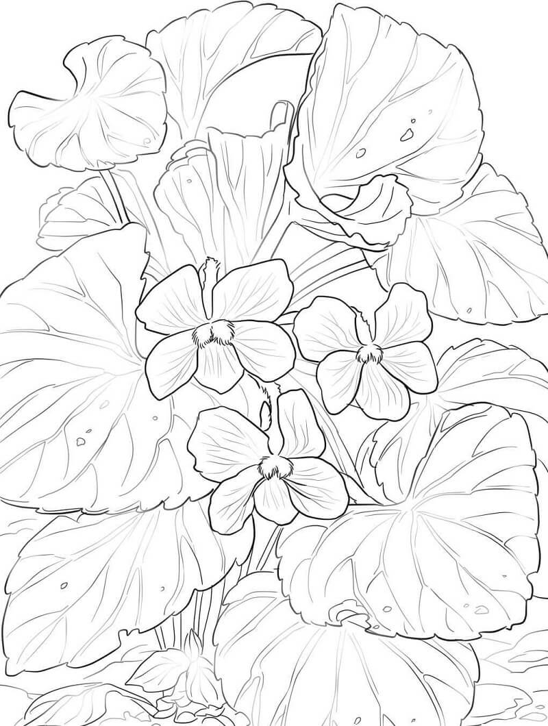 Desenho Violetas Da Floresta Para Colorir