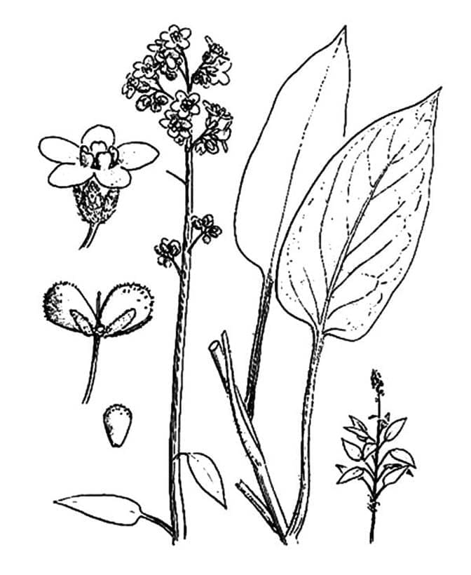 Desenho De A plantá De Lavanda Para Colorir