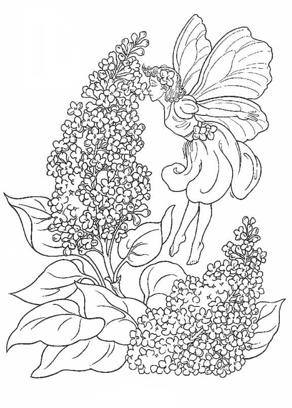 Desenho De Fada e Lavanda Para Colorir