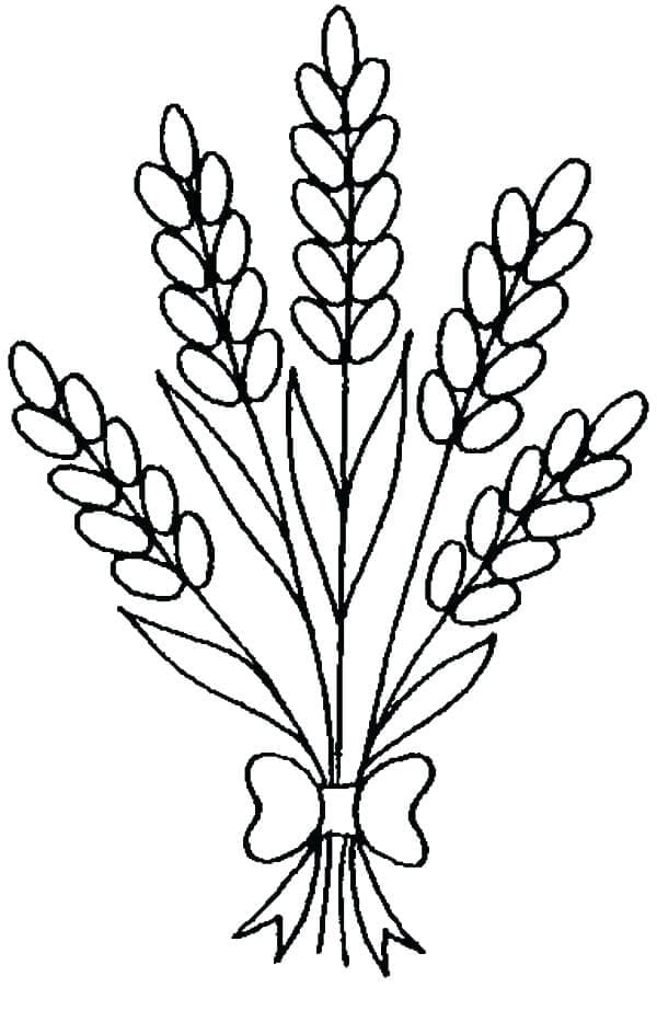 Desenho De Lavanda fácil Para Colorir