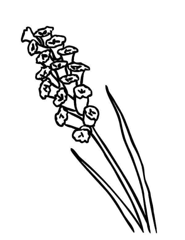 Desenho De Lavanda grátis Para Colorir
