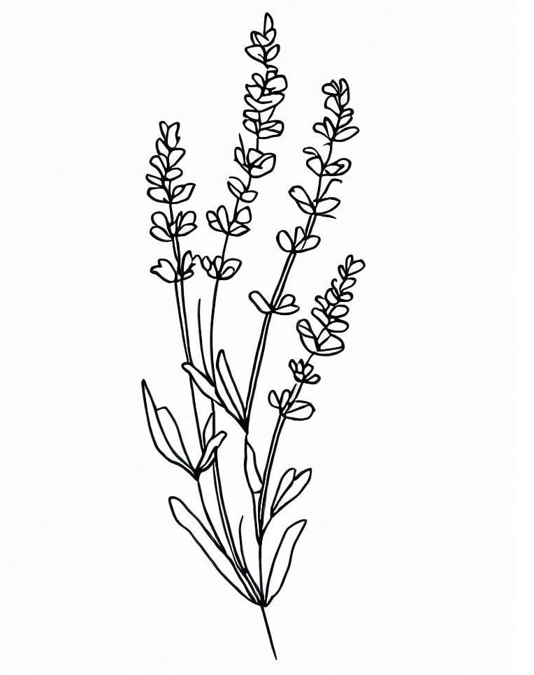 Desenho De Lavanda Muito Linda Para Colorir