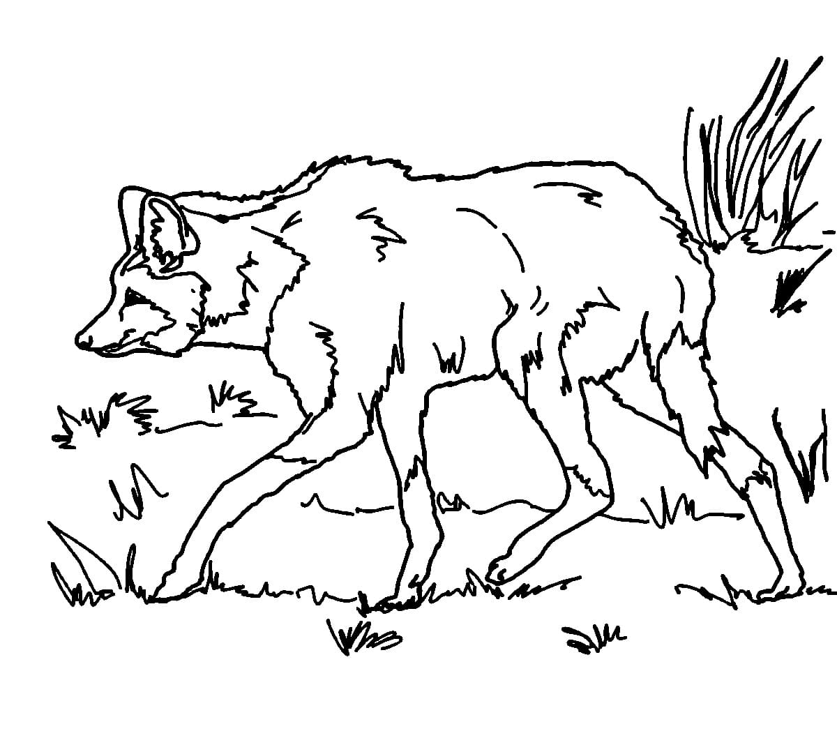 Desenho De Lobo Guara Imprimivel grátis Para Colorir
