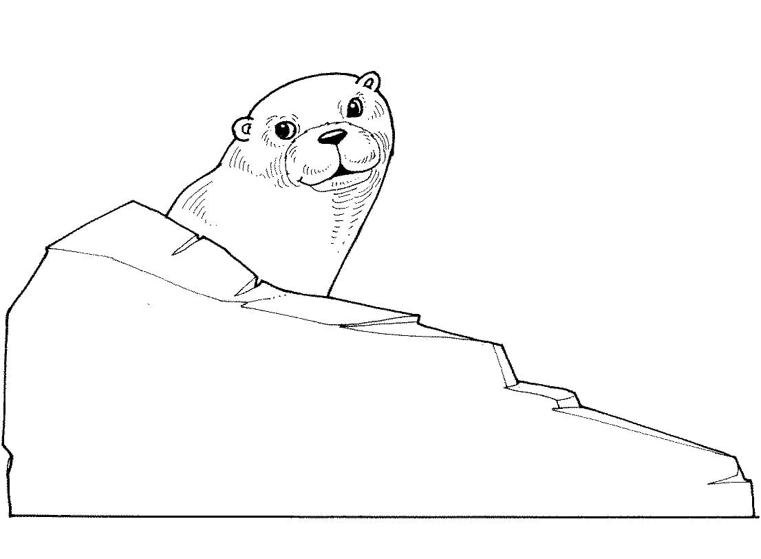 Desenho De Lontra estranhá Para Colorir