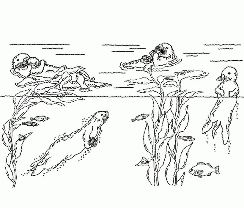 Desenho De Lontras Nadando Para Colorir