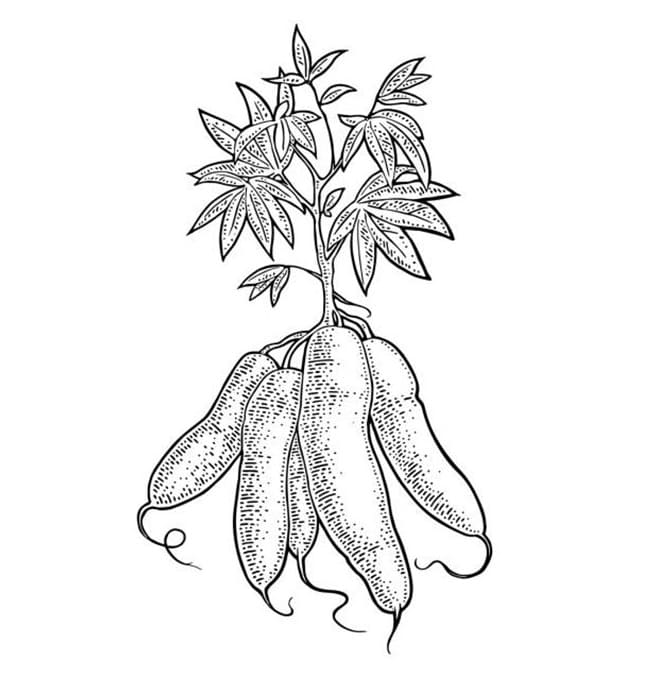 Desenho de Mandioca para Crianças de 4 Ano para Colorir Desenho de Mandioca para Crianças de 4 Ano para Colorir