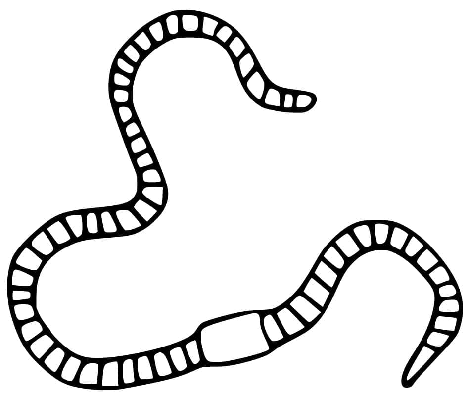 Desenho Longa Minhoca Para Colorir
