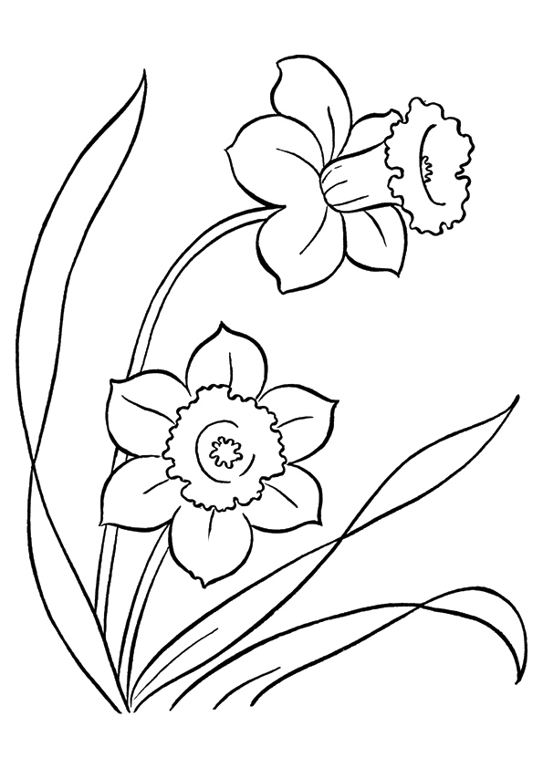 Narcisos Silvestres para Colorir