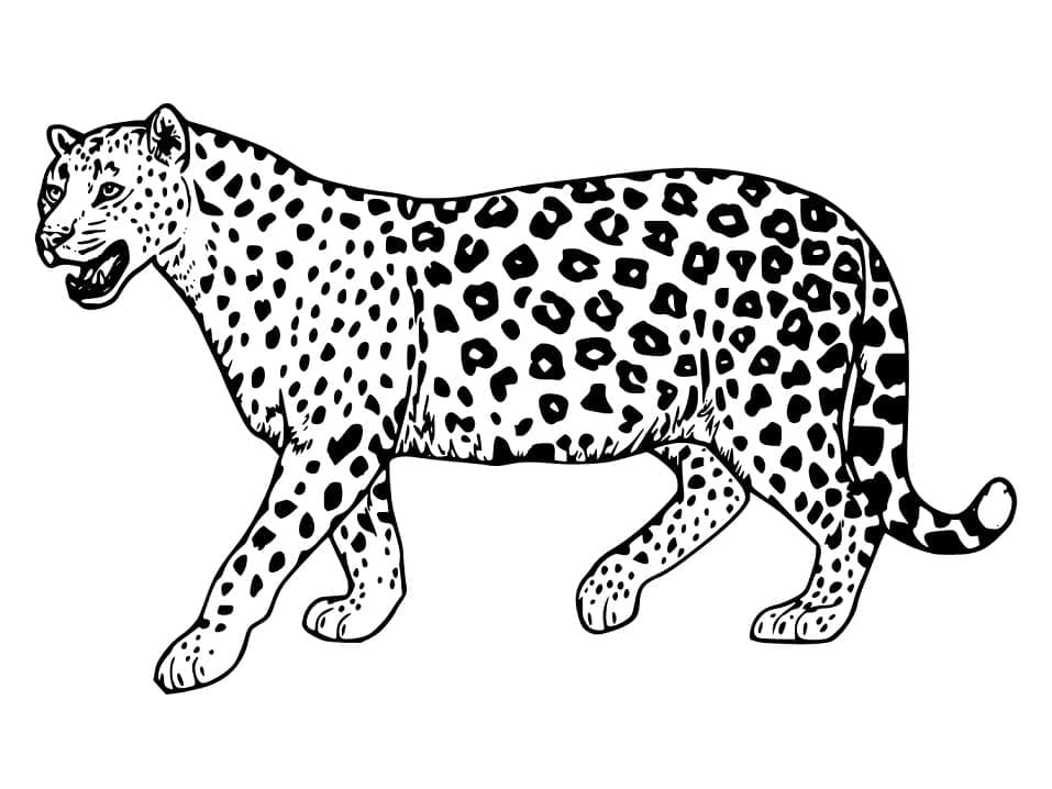 Desenho De onça grátis Para Colorir