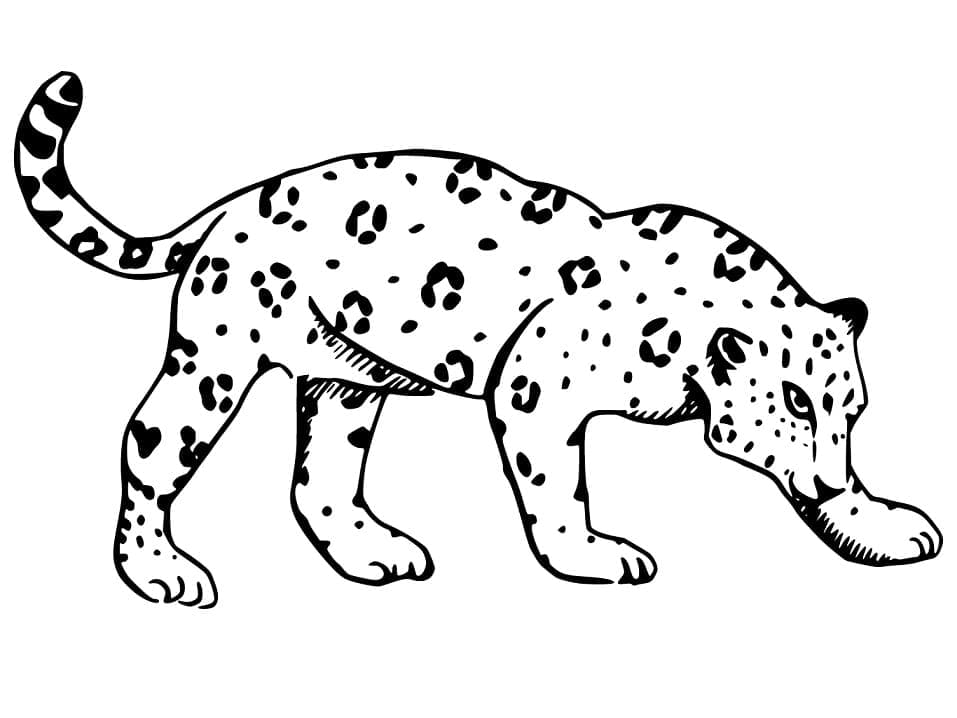 Desenho De onça Imprimivel Para crianças Para Colorir