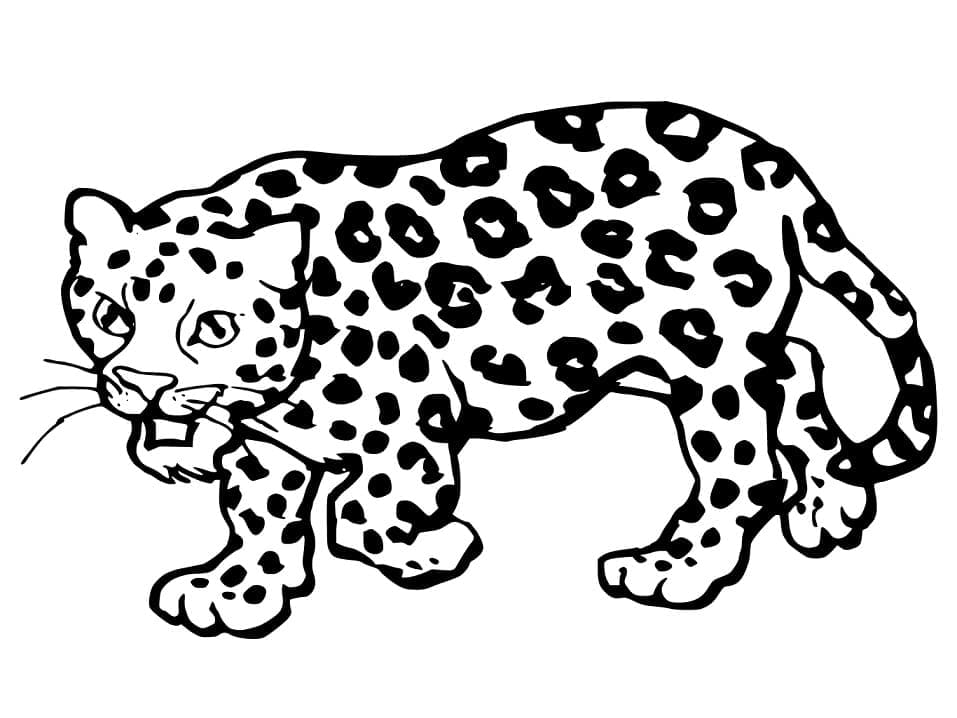 Desenho De onça Imprimivel Para Colorir