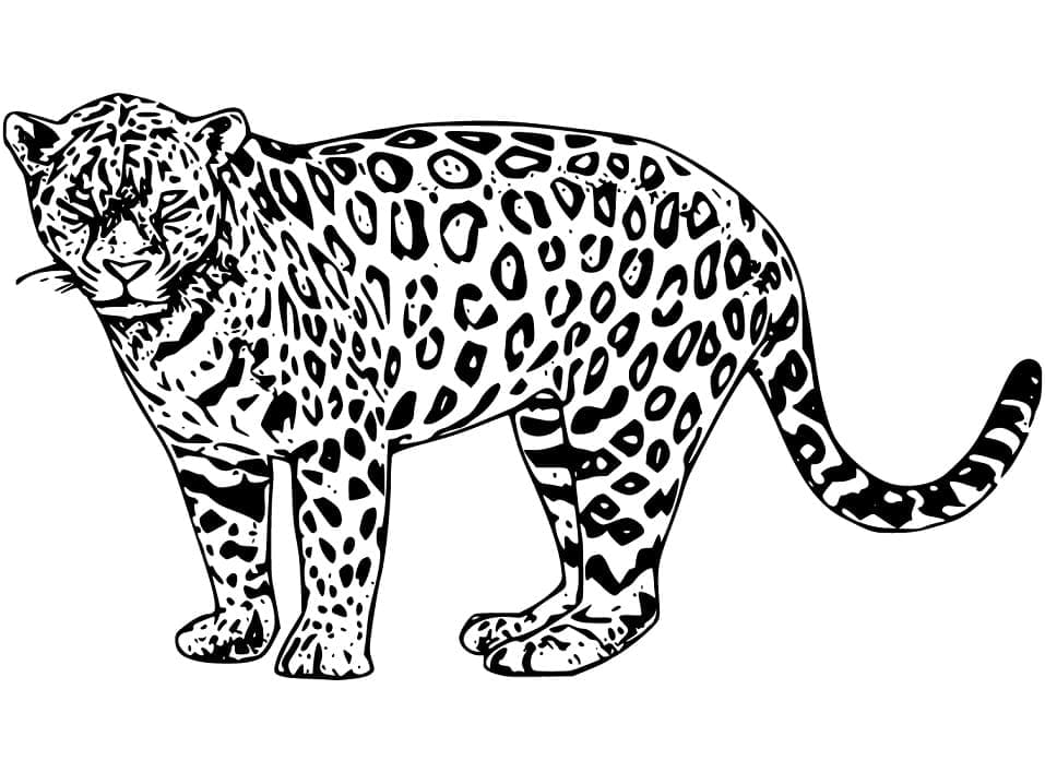 Desenho De onça Normal Para Colorir