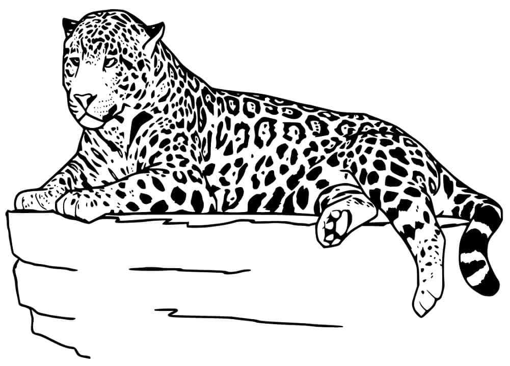 Desenho De onça Selvagem Para Colorir