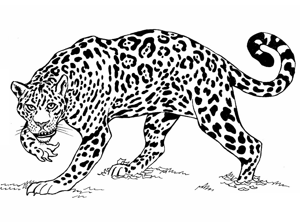 Desenho De onça Adulta Andando Na Selva Para Imprimir e Colorir