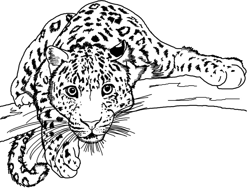Desenho De onça Em Cima De árvore Na Floresta Para Pintar grátis