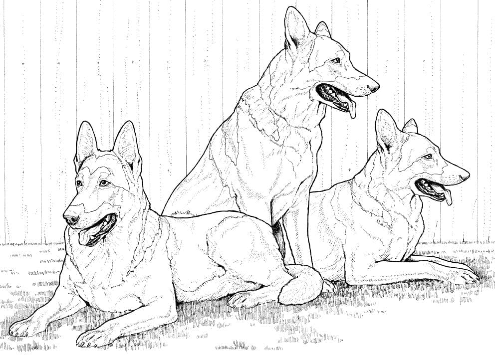 Desenho De cães Pastores alemães Para Colorir