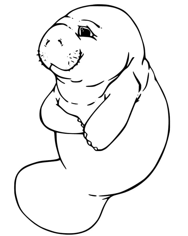 Desenho De Pequeno Peixe Boi Para Colorir