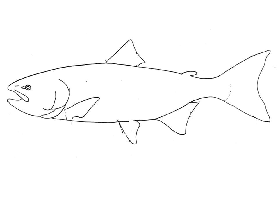 Desenho de Peixe Salmão Fácil de Colorir Desenho de Peixe Salmão Fácil de Colorir