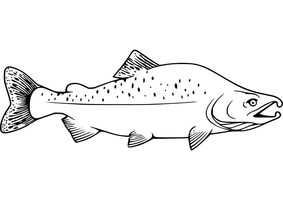 Desenho De salmão Imprimivel Para Colorir