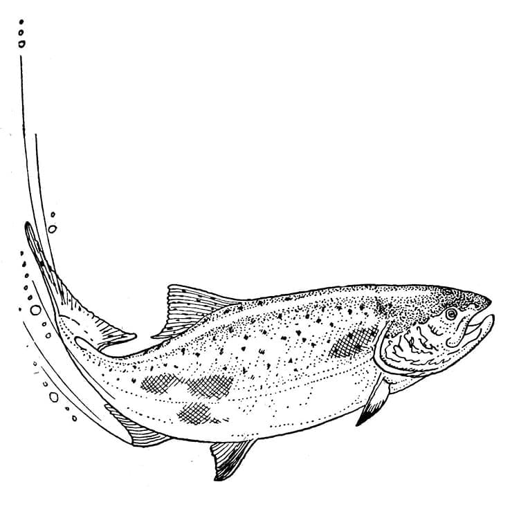 Desenho De salmão Nadador Para Colorir