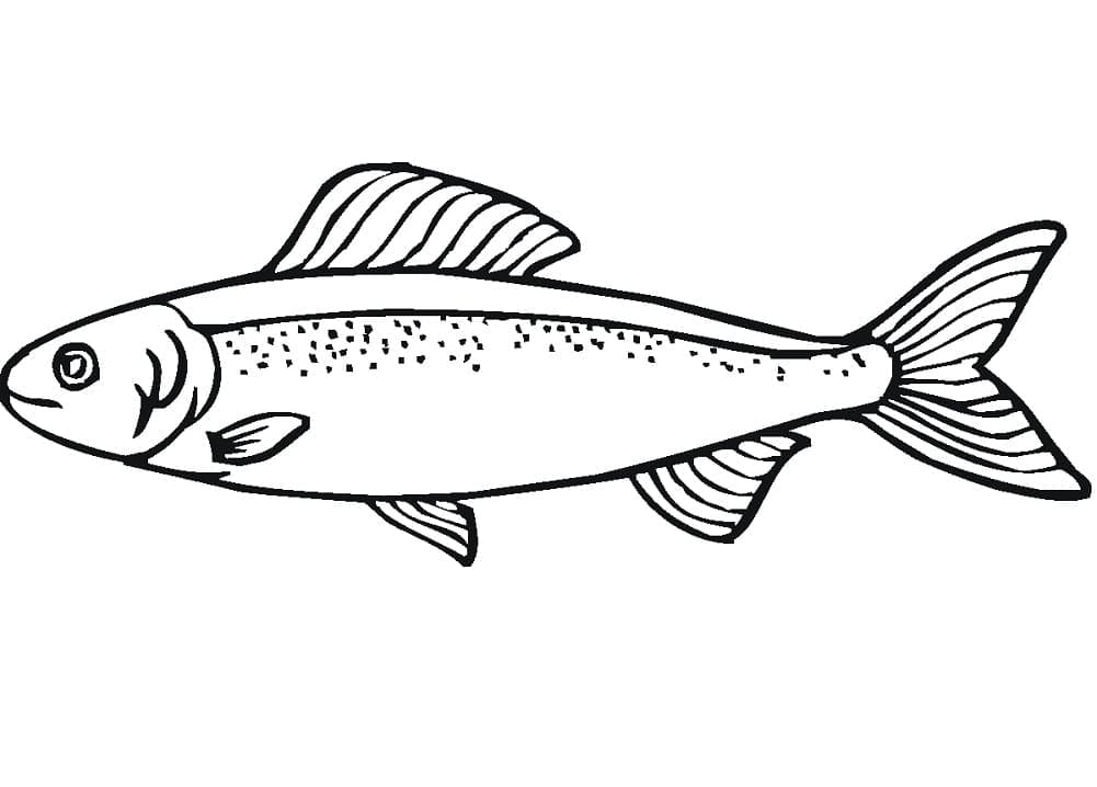 Desenho De salmão No Mar Para Colorir