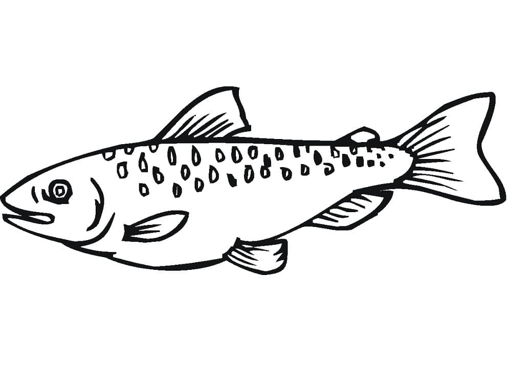 Desenho De salmão