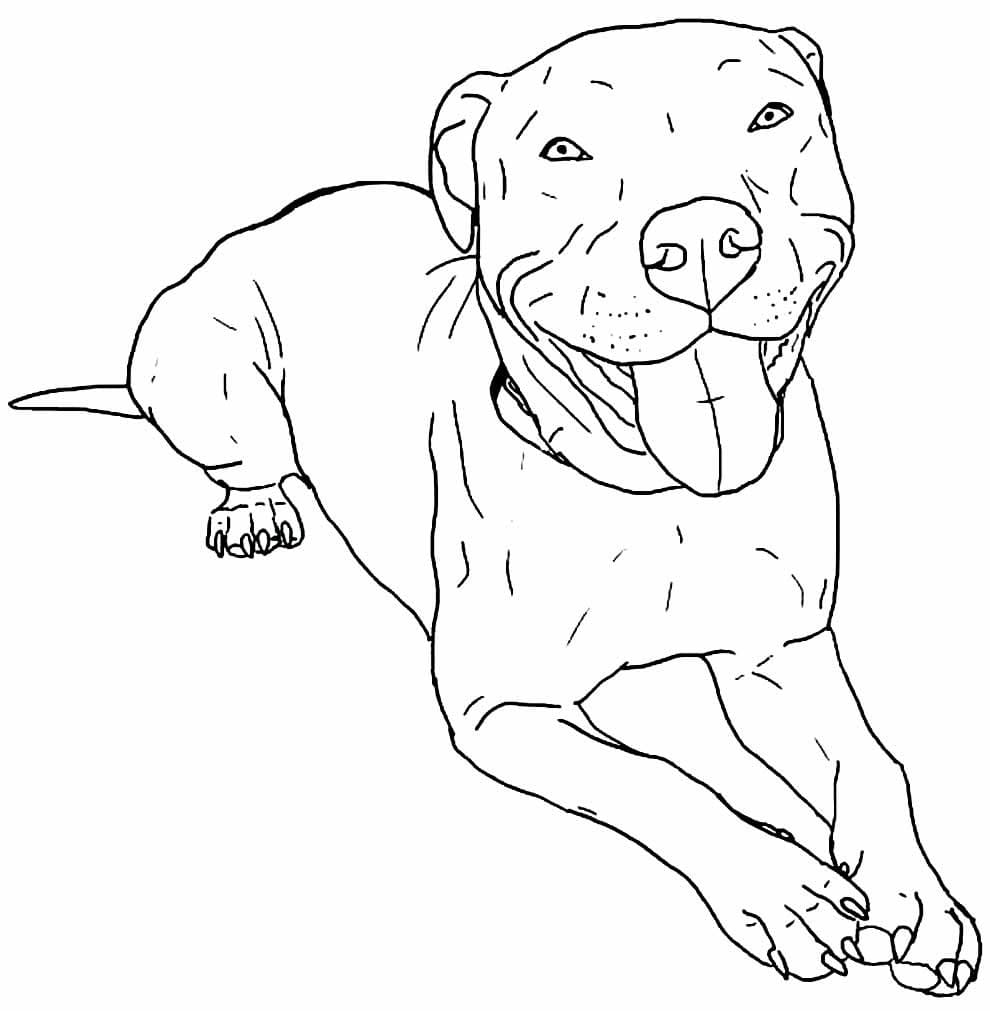 Desenho De Pitbull Feliz Para Colorir