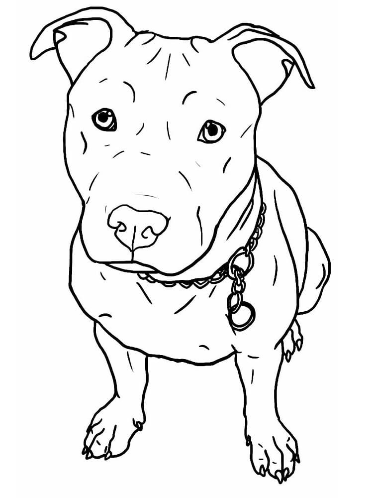 Pitbull para Colorir