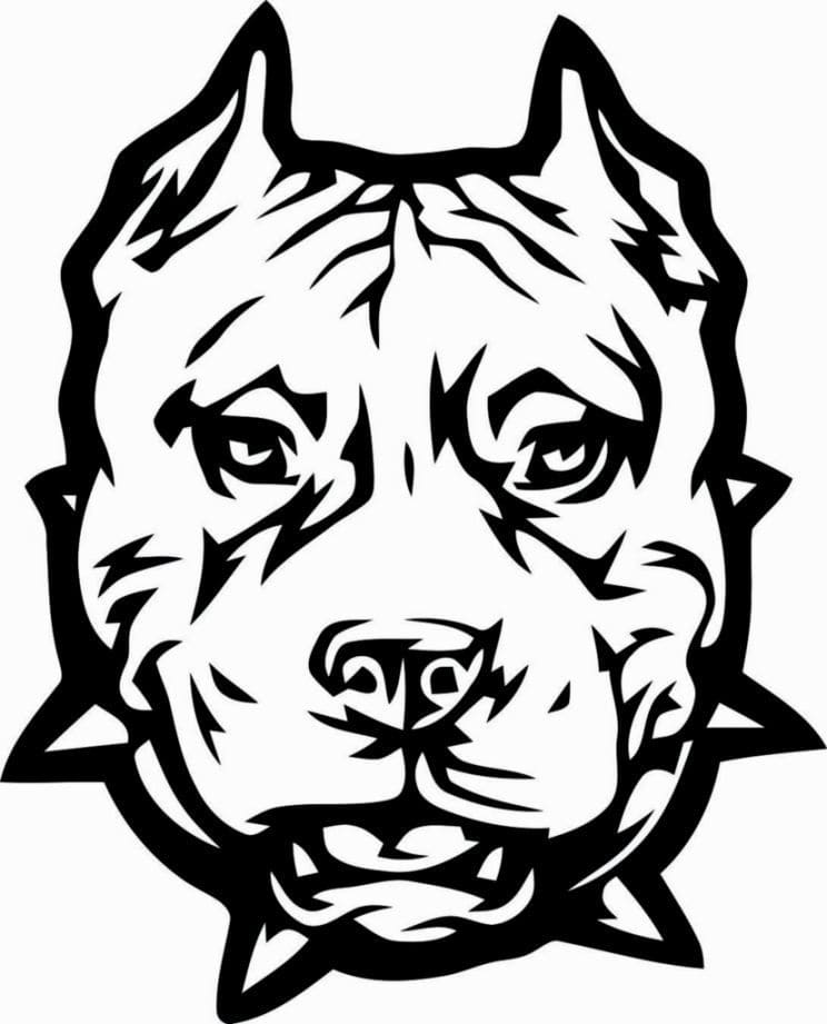 Pitbull para Colorir