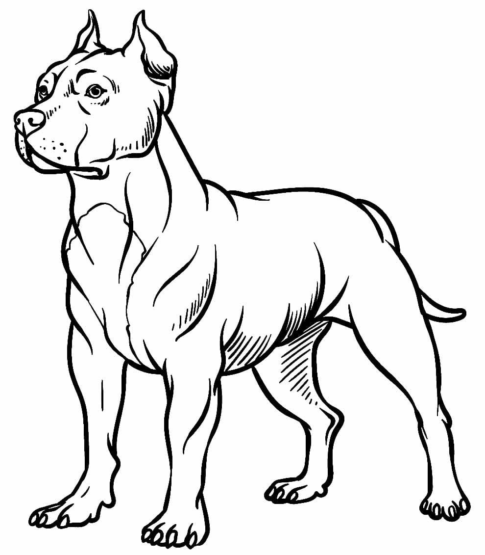 Desenho De Um Pitbull Para Colorir