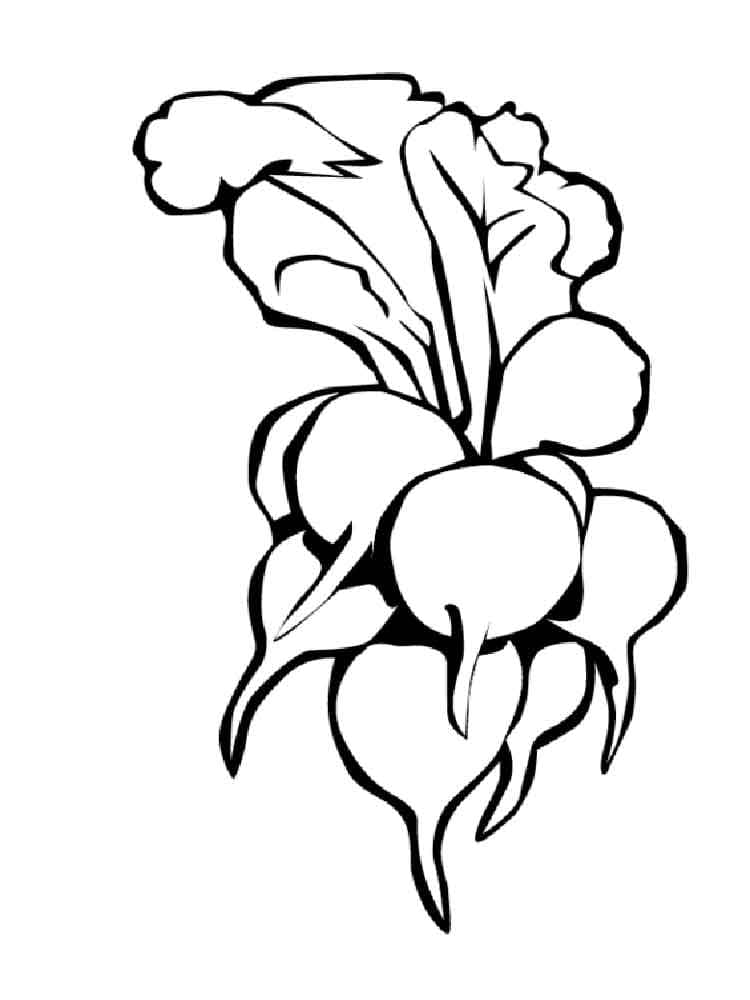 Rabanete para Colorir