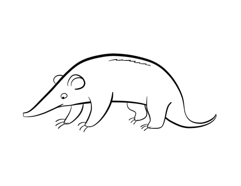 Desenho De Pequeno tamanduá Para Colorir