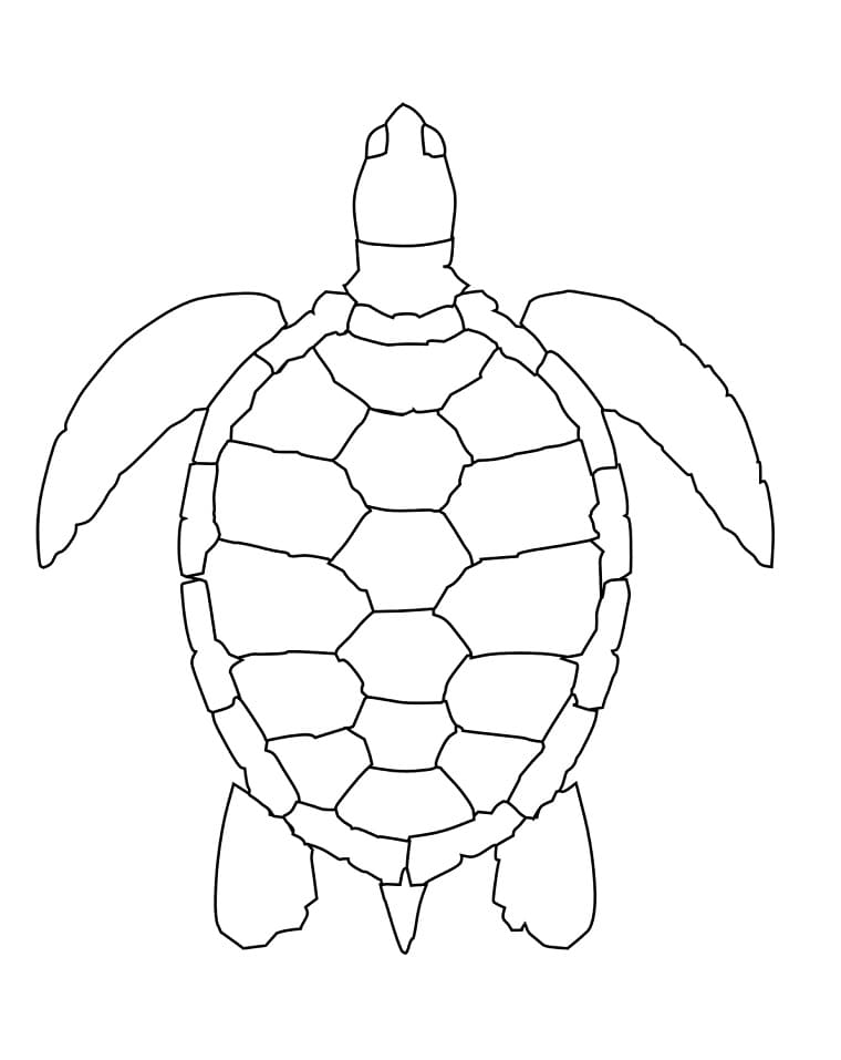 Tartaruga Marinha para Colorir
