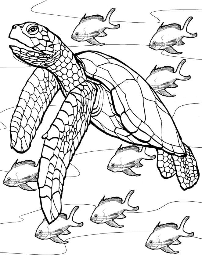 Desenho De Tartaruga Marinha e Peixes Para Colorir