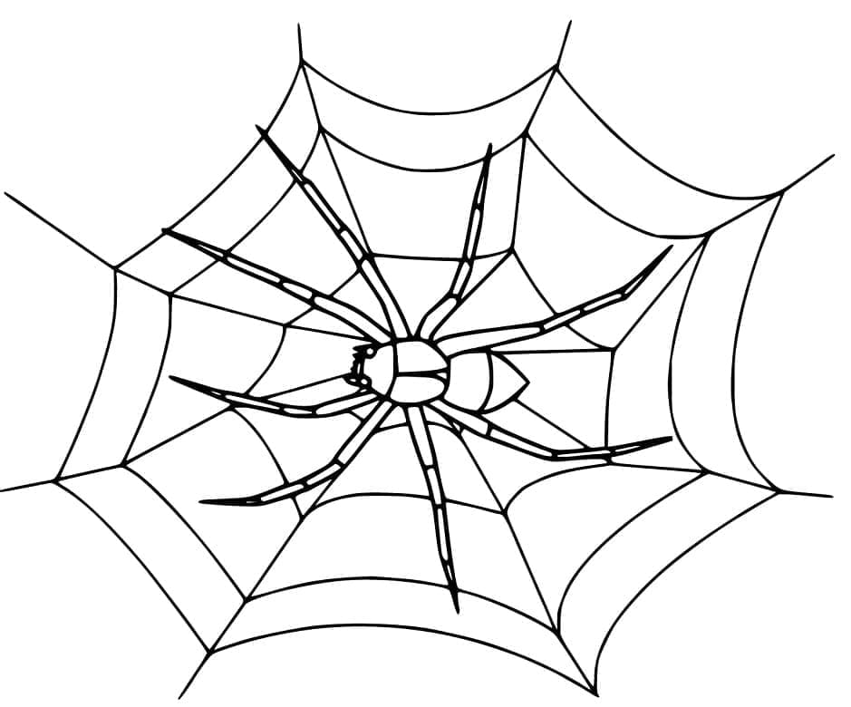 Desenho De Imprimivel Teia De Aranha Para Colorir