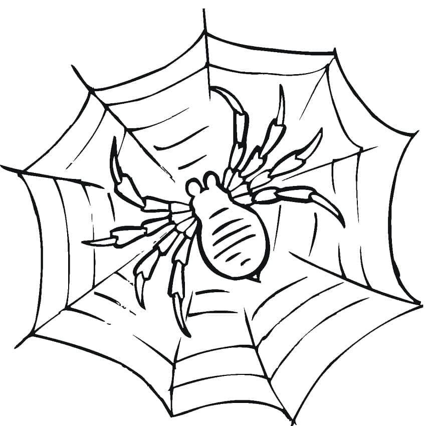 Desenho De Teia De Aranha 4 Para Colorir