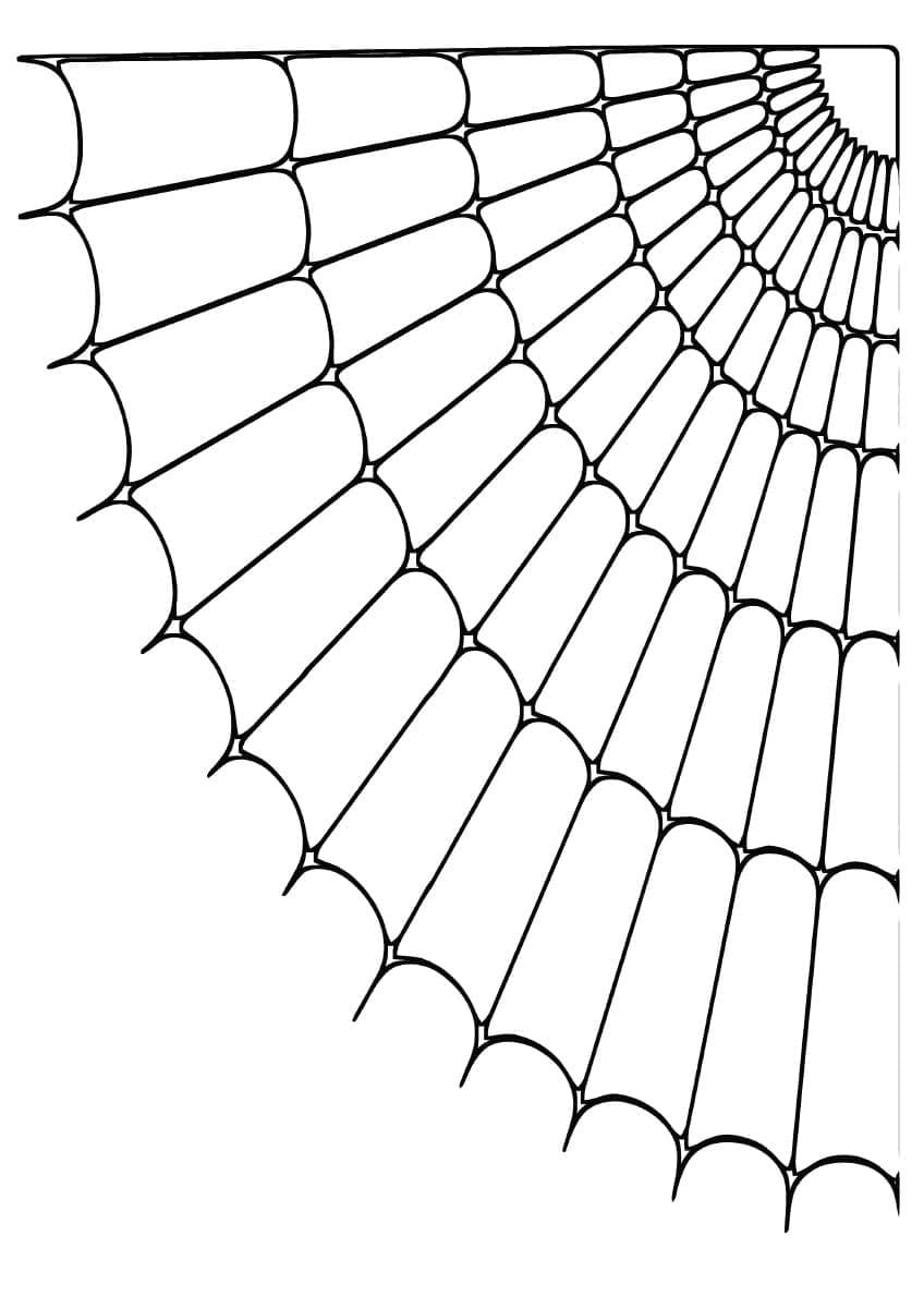 Teia de Aranha para Colorir