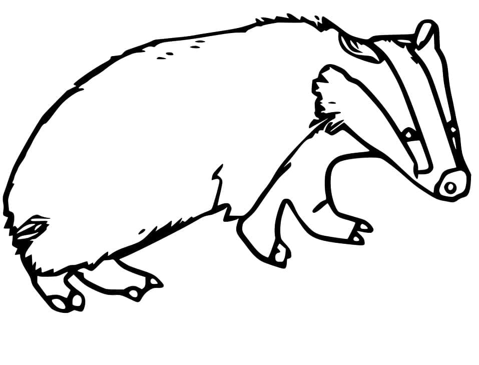 Desenho De Texugo grátis Para Colorir