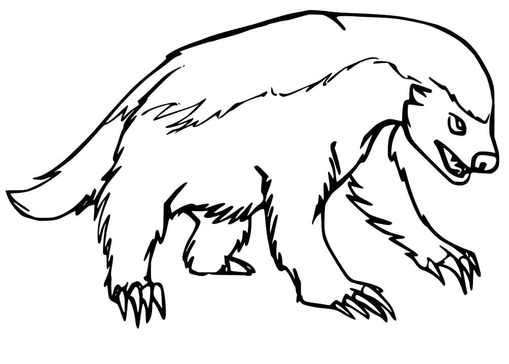 Desenho De Texugo Selvagem Para Colorir