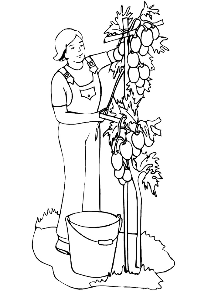 Desenho de Tomate Download para Colorir