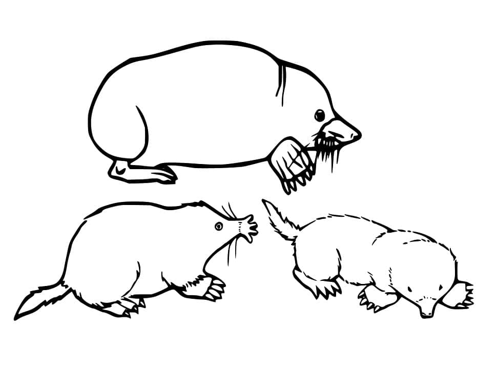 Desenho De três Toupeiras Para Colorir