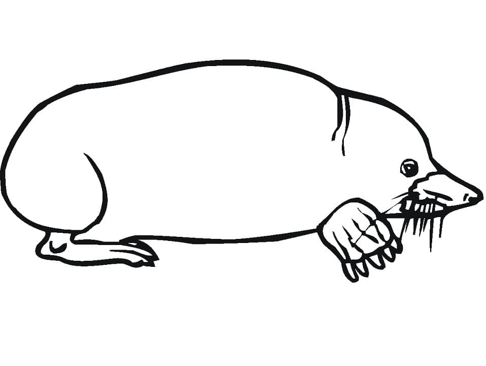 Desenho De Uma Toupeira Para Colorir