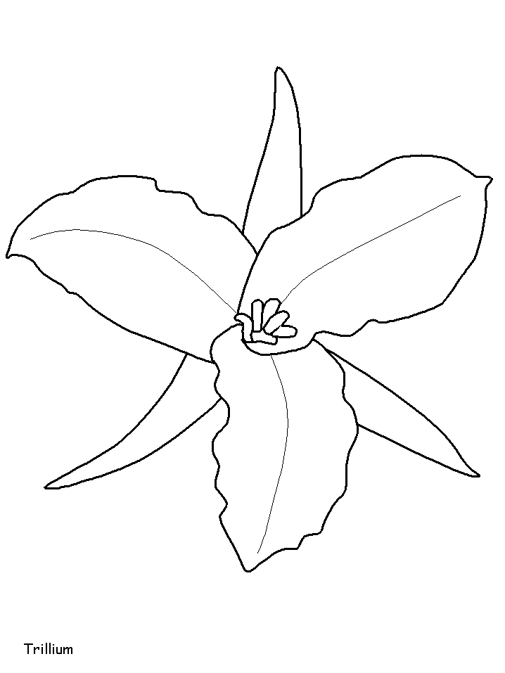 Trillium para Colorir